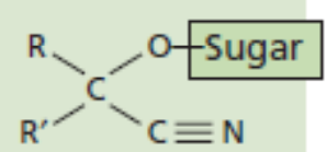 <p>[Alkaloids Compounds] Not in itself toxic but can be broken down to give off poisons  like HCN</p>
