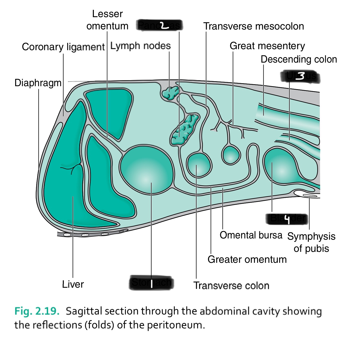 term image