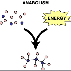 <p>Anabolism</p>