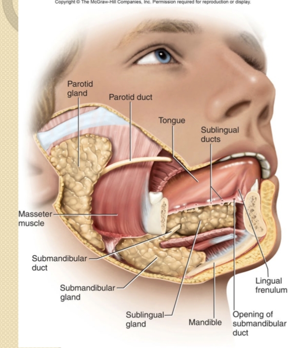 <p>What is the role of saliva in digestion?</p>
