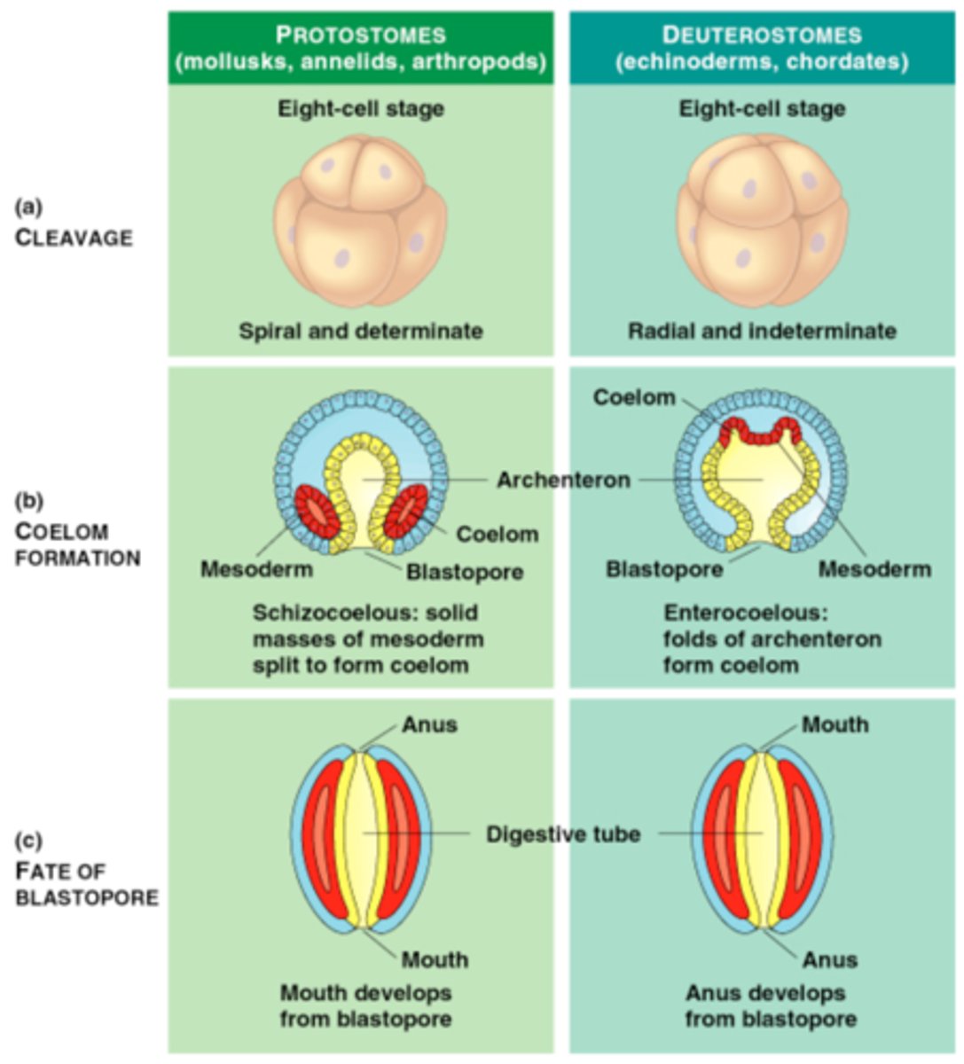 <p>Blastopore becomes mouth</p><p>Spiral Cleavage</p><p>Schizocoelic Coelom</p><p>Determinant Cells</p>