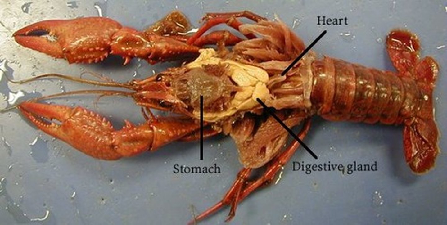 <p>secrete digestive enzymes into intestine</p>