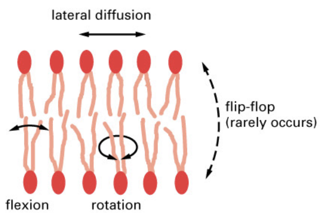 <ul><li><p>the ease with which its lipid molecules move within the plane of the bilayer</p></li><li><p>its important for membrane function and has to be maintained within certain limits</p></li></ul><p></p>