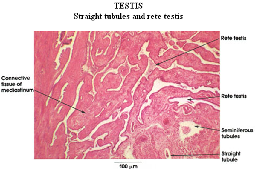 <p>Rete testis</p><ul><li><p>Appears like a “flattened sponge”</p></li><li><p>Located in the <strong>mediastinum testis</strong> (central region of testis)</p></li></ul><p></p>