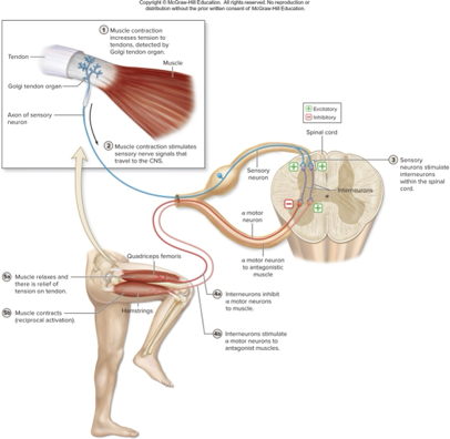 <p>what does this describe:</p><p>prevents muscle from contracting excessively</p><p>golgi tendon organs detect excessive tension</p><p>some excited interneurons inhibit motor neurons of same muscle</p><p>some excited interneurons excite motor neurons of antagonist muscle (reciprocal activation)</p>