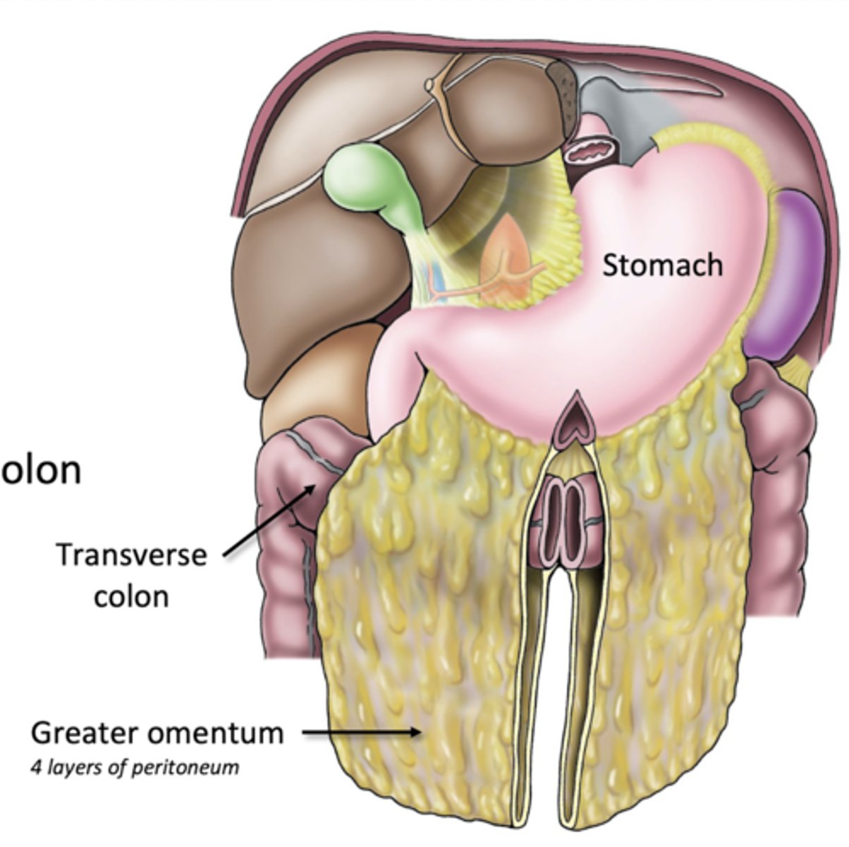 <p>greater curvature of stomach to transverse colon</p><p>-many lymph nodes to combat GI infections</p>