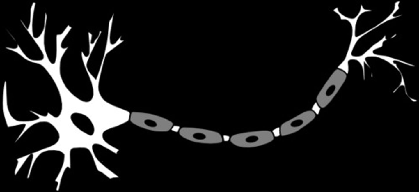 <p>individual nerve cells that make up our entire nervous system</p>