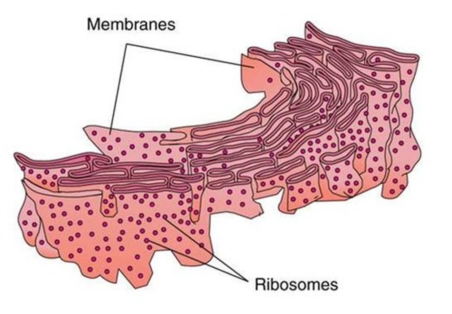 <p>covered with ribosomes, stores proteins for later transport</p>