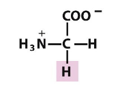 <p>Which amino acid is this (from slides)?</p>