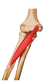 <p>Name muscle and its function</p>