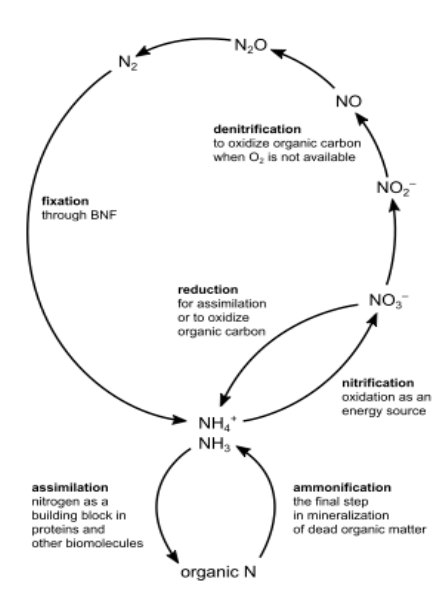 <ul><li><p><span style="background-color: transparent;">transformations of nitrogen (N) moving through the spheres</span></p><ul><li><p><span style="background-color: transparent;">atmosphere, lithosphere, hydrosphere, and biosphere</span></p></li></ul></li><li><p><span style="background-color: transparent;">primarily driven by specialized bacteria</span></p></li><li><p><span style="background-color: transparent;">nitrogen fixation converts atmospheric nitrogen (dinitrogen: N₂) into bioavailable forms</span></p></li><li><p><span style="background-color: transparent;">triple bonds are shorter and stronger than double bonds&nbsp;</span></p></li><li><p><span style="background-color: transparent;">nitrogen (N<sub>2</sub>) does not react readily because it is a strongly bonded, stable&nbsp;compound</span></p></li><li><p><span style="background-color: transparent;">REMEMBER THIS IMAGE! Nitrogen cycle = creation of N<sub>2</sub></span></p></li></ul><p></p>