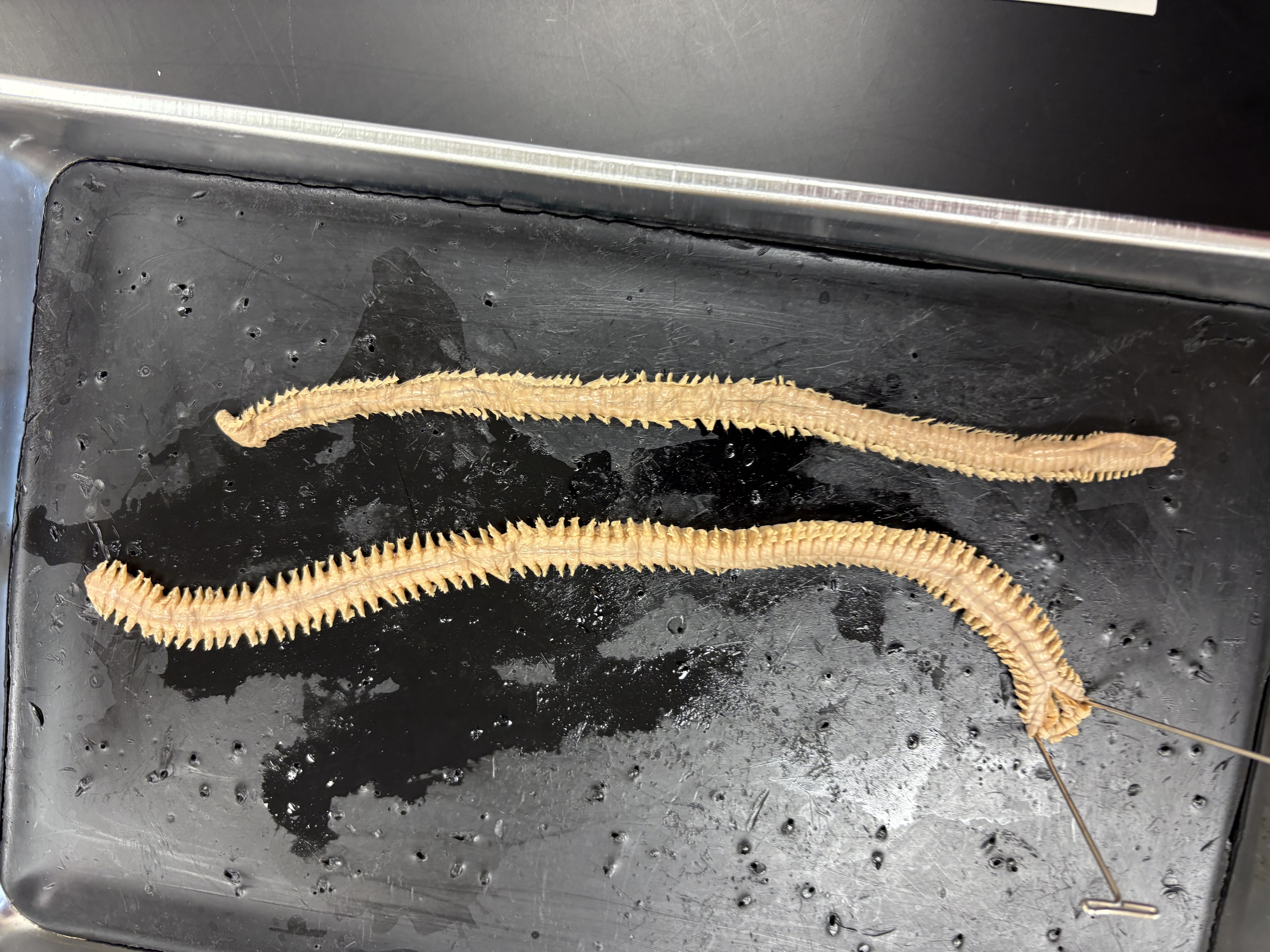 <p>What is class and phylum</p>