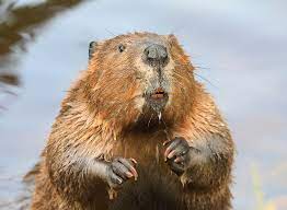 Beaver
