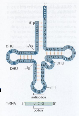 <p>RNA molecules</p><p>Self-folding by complementary base pairs gives a structure with several functional domains</p><ul><li><p>clover shape</p></li><li><p>end with CCA - where amino acid attaches</p></li><li><p></p></li></ul><p>~10% of cellular RNA abundance</p><p>Typically includes several modified, non-standard bases (inosine, ψ, pseudouridine, etc.)</p>