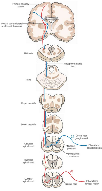 <p>Neospinothalamic tract is responsible for… </p>