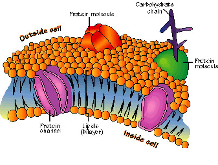 <p>•phosopholipid bilayer<br>•protein channel<br>•carbohydrates</p>