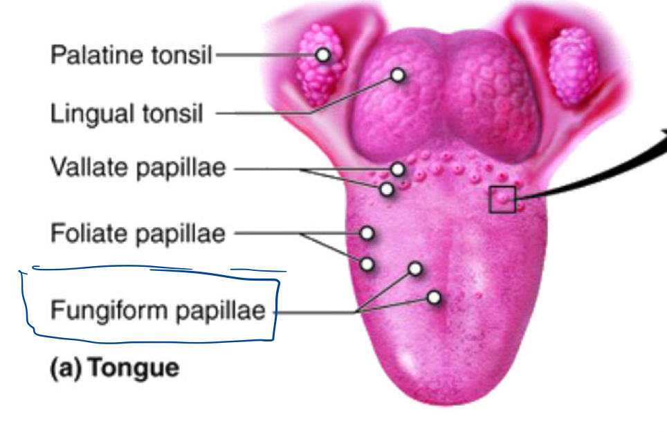 <p>What type of papillae are known for their taste sensation and are present on the tongue?</p>