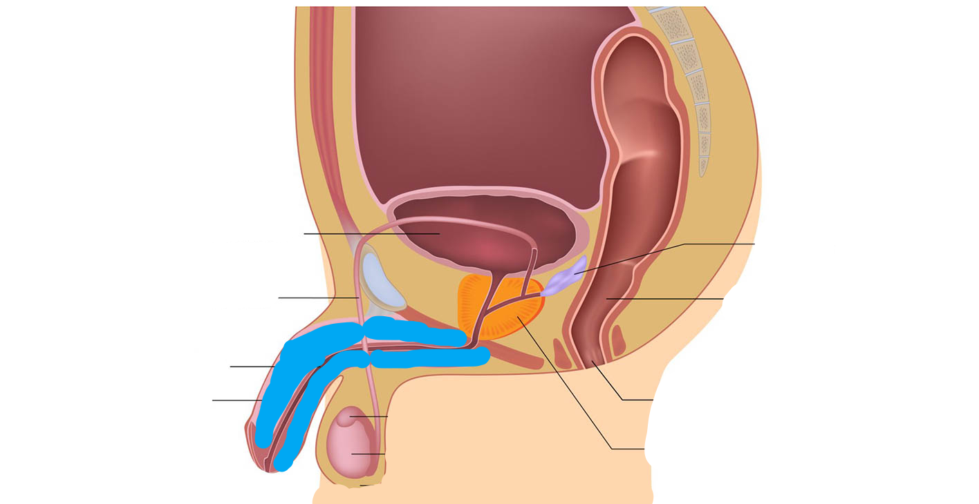 <p>What part of the male reproductive system is this?</p>