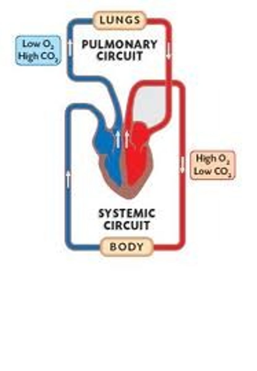 <p>Circulation of blood between the heart and the lungs</p><p>-carries deoxygenated blood from the right ventricle to the heart to the lungs where it is oxygenated and returns oxygenated blood to the left atrium</p>