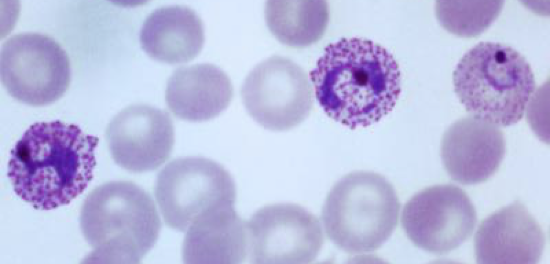 <p>Plasmodium </p>