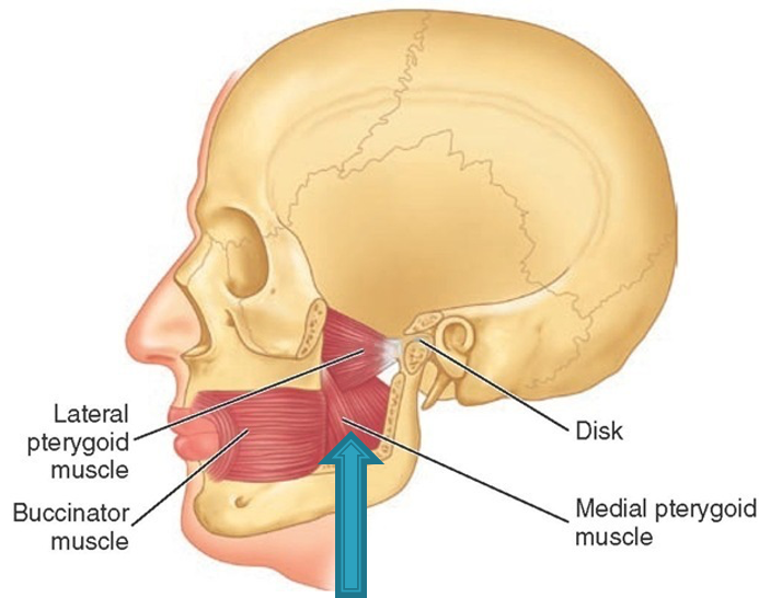 <p>innervation: CN V (trigeminal mandibular division)</p><p>action: elevates mandible</p>