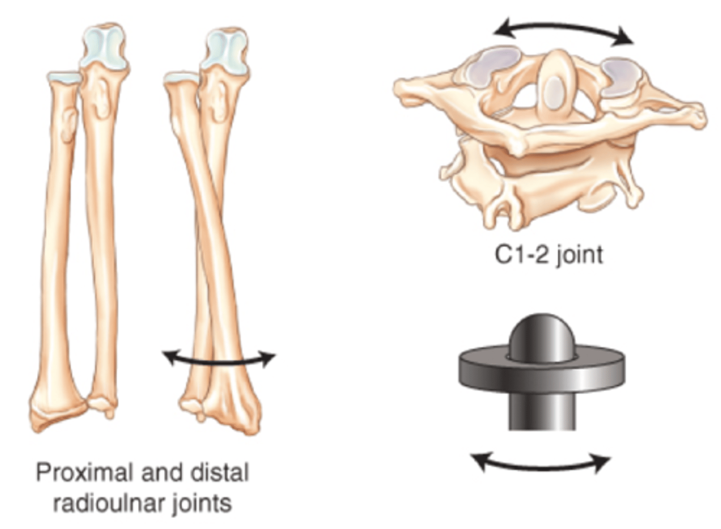 <p>a cylindrical surface rotates within a ring of bone and fibrous tissue ex the joint between the proximal ends of the radius and ulna (proximal radioulnar) and between the dens of the axis and the atlas (atlantoaxial)</p>