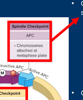 <p><strong>• Spindle Checkpoint (Metaphase)</strong></p><p>   • Chromosome alignment</p><p><u>Spindle Checkpoint </u></p><p>• Occurs just prior to chromatid separation in anaphase </p><p>          • Ensures that chromosomes are perfectly separated into new cells</p>