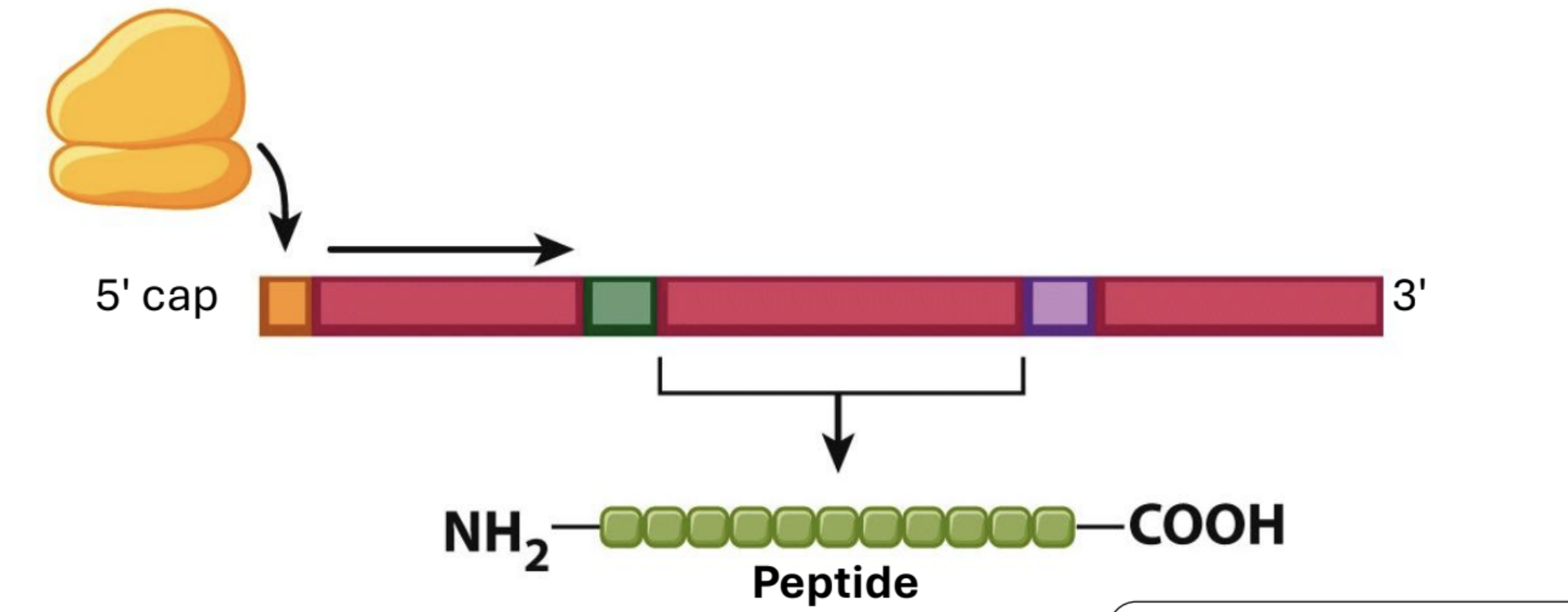 <p>is at the 5' cap, and the first AUG is the start codon</p>
