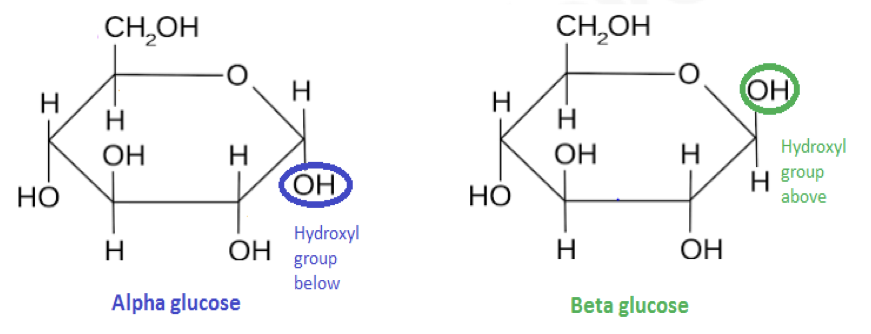 <p>A <strong>soluble molecule</strong> consisting of a <strong>single sugar</strong> unit all of which are <strong>reducing</strong> sugars, with the general formula <strong>C(H<sub>2</sub>O)n</strong></p><ul><li><p>the main types of monosaccharides are:</p><p><strong>trioses (3C)</strong>, <strong>pentoses (5C)</strong>, <strong>hexoses (6C)</strong></p></li><li><p>{<em>glucose, fructose galactose</em>}- <strong>HEXOSES</strong></p></li><li><p>{<em>ribose, deoxyribose}</em>- <strong>PENTOSES</strong></p></li></ul><p></p>