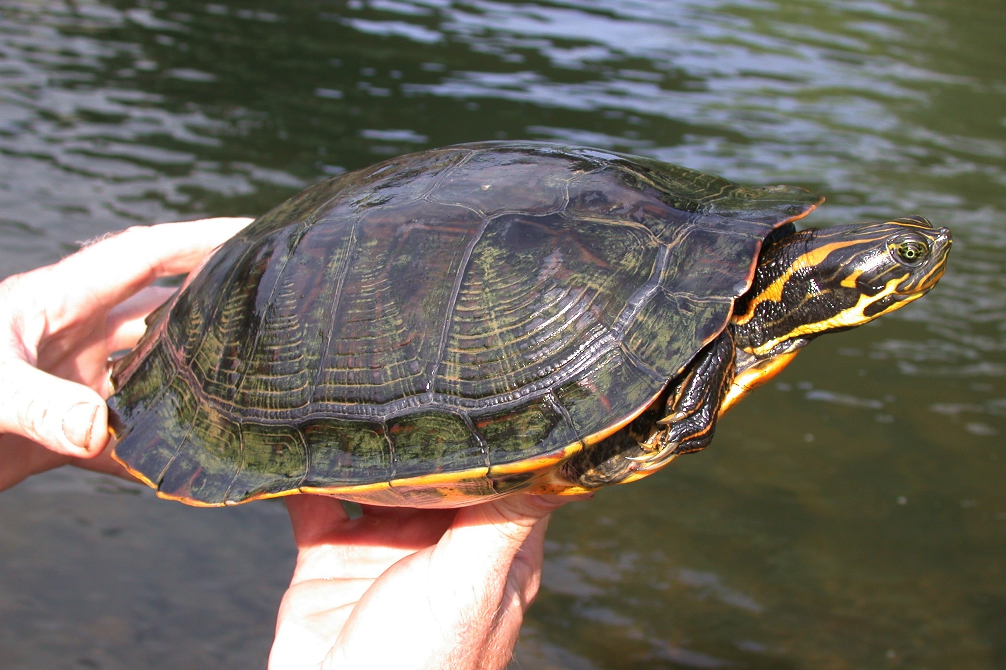 <p>Eastern River Cooter</p>