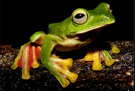 <p><strong><u>Distribution:</u></strong></p><ul><li><p>sub-Saharan Africa</p></li><li><p>Madagascar</p></li><li><p>South Asia</p></li></ul><p><br><strong><u>Traits:</u></strong></p><ul><li><p>Enlarged toe-discs</p></li><li><p>large eyes with horizontal pupils</p></li><li><p>many have flash coloration in inner thigh</p></li><li><p>some glide</p></li></ul><p></p><p><strong><u>Larval Type:</u></strong></p><p>II</p>