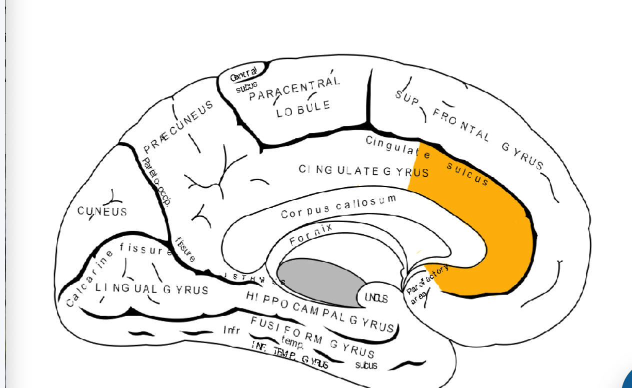 <p>A part of the brain involved in emotion regulation, impulse control, and decision-making.</p>