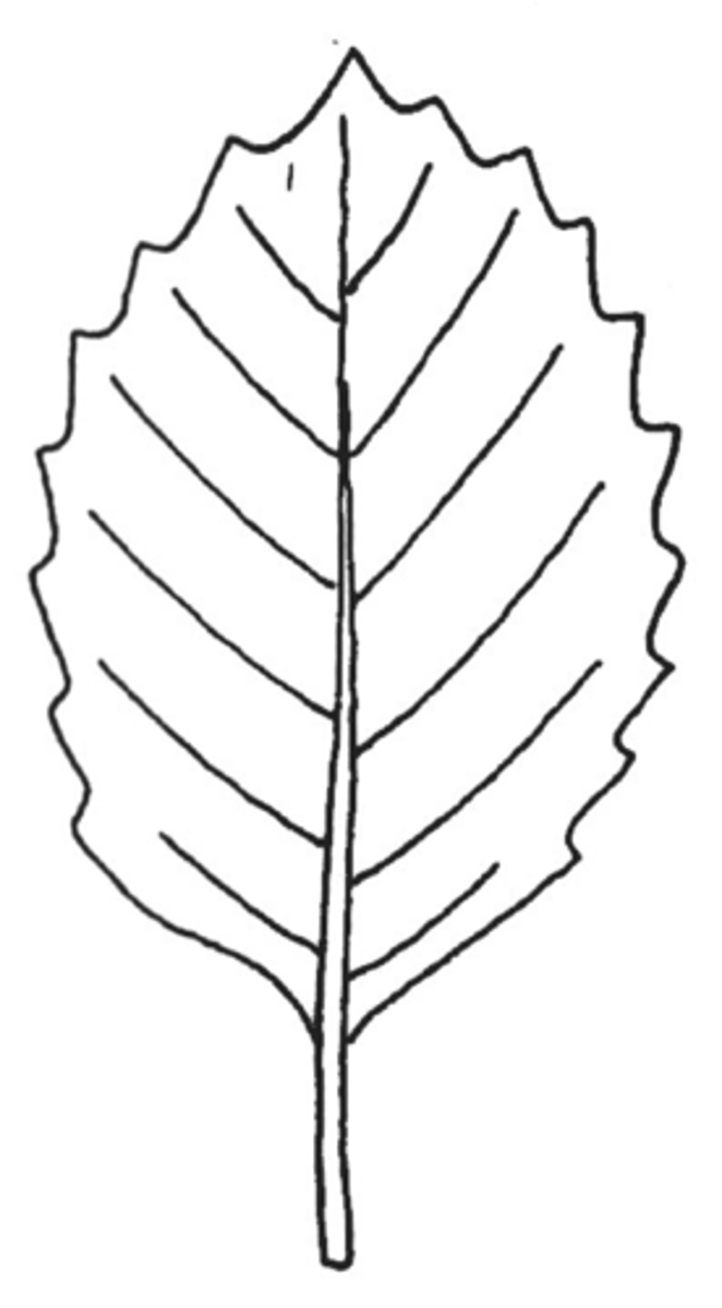 <p>Margins</p>
