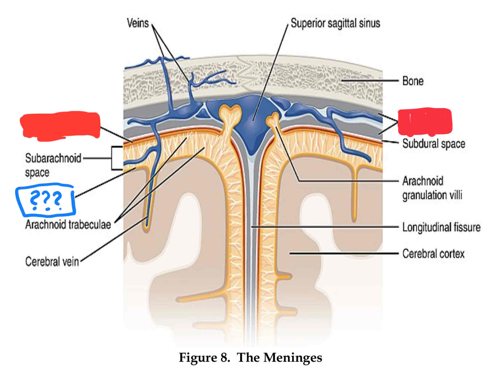 <p>inner most layer, follows sulci and gyri</p>