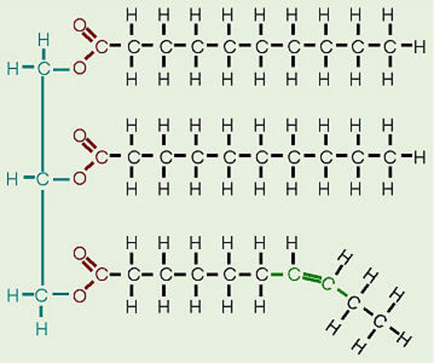 <p>Fats and oils which store energy</p>