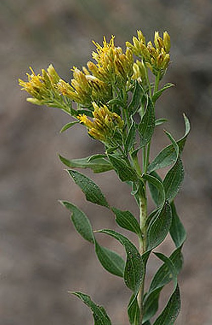 <p>Chrysothamnus Viscidiflorus - Low rabbitbrush</p>