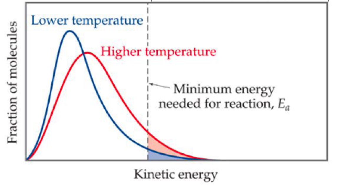 <ul><li><p>it raises the average energy but lowers the peak of the graph</p></li><li><p>it shifts to the right because a greater proportion of molecules have greater kinetic energy</p></li><li><p>therefore, a greater proportion of molecules will have energy greater than or equal to the activation energy</p></li></ul><p></p>