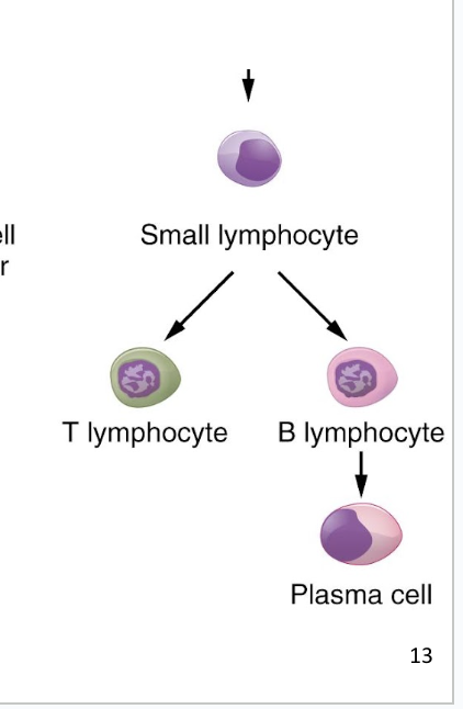 <ul><li><p>come from bone marrow</p></li><li><p><span style="background-color: transparent;">Activation causes proliferation and differentiation into plasma cells that produce <strong><u>antibodies</u></strong></span></p></li><li><p>focus on making antibodies that will direct the T lymphocytes and tell them what to focus on</p></li></ul><p></p>