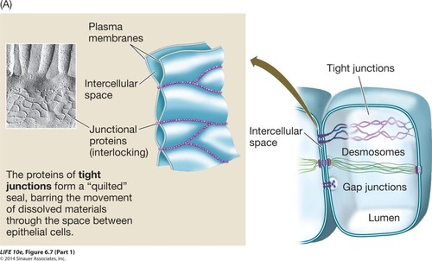 <p>Prevent leakage between cells, seal intercellular spaces.</p>