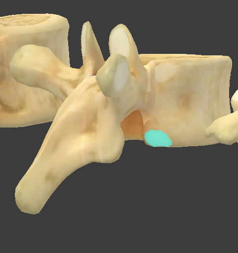 <p>what component of thoracic vertebrae is this? (thoracic vertebrae only contain this)</p>