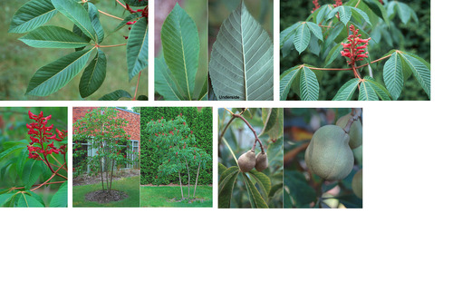 Family: Hippocastanaceae

Common Names: red Buckeye or Firecracker

Range: Mid-Atlantic to Central FL, to Texas, up to the lower Piedmont in NC.

Habitat: Mesic Soils. Rich, moist soils.

Bark: Thin, tan-grey. Has lenticels.

Leaves: Compound palmate leaves, oppositely arranged with 5 leaflets. Serrated edges, Green, elliptic, distinctly pinnate venation. Glabrous topside (adaxial). 

Deciduous. Dichotomous branching due to opposite leaf arrangement. 

Other: Not Fire Tolerant, Shade Tolerant, Height: up to 30', Not Commercially Valuable. Native to the Southeastern US. Shrubby, small shade tolerant tree. Doesn't grow "naturally" in dry areas. Monoecious (produces both male and female reproductive parts).

Fruit: Capsule Form, Roundish Nuts. Up to 3 seeds in capsule.

Flowers: Tubular panicle.