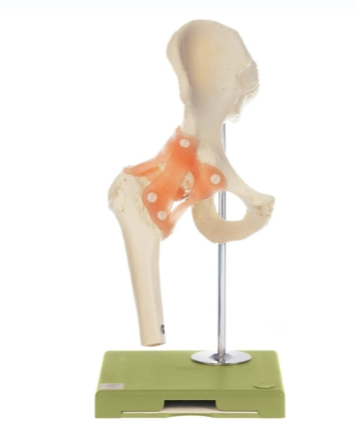 <p>Name joint </p>