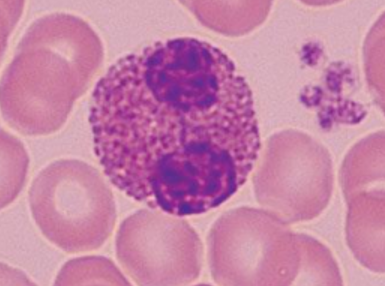 <p>Name the cell</p>