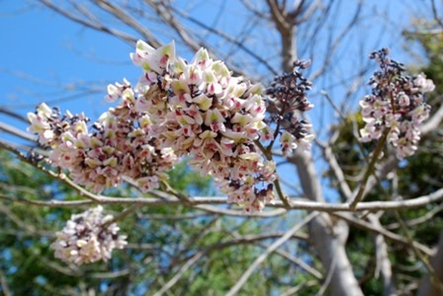 <p></p><p>Actions: sedative, analgesic, anodyne</p><p>Indications: myalgias; spasms; anxiety/fear</p><p>SE:</p><p>CI: pregnancy</p><p>jamaican dogwood</p><p>The PISCing red dog had muscle pain/spasms which caused him a lot of anxiety</p>