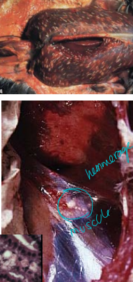 <p>Lung disease in birds</p>