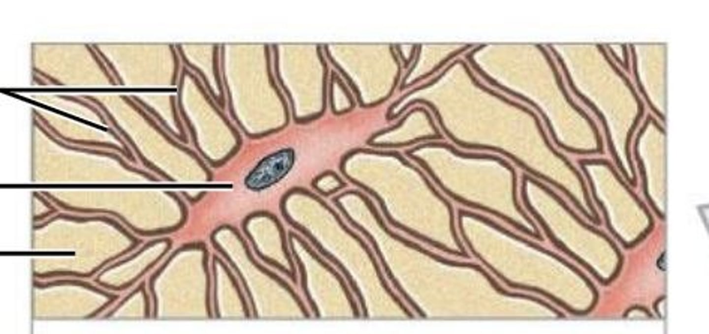 <p>mature bone cell that maintains the bone matrix</p>