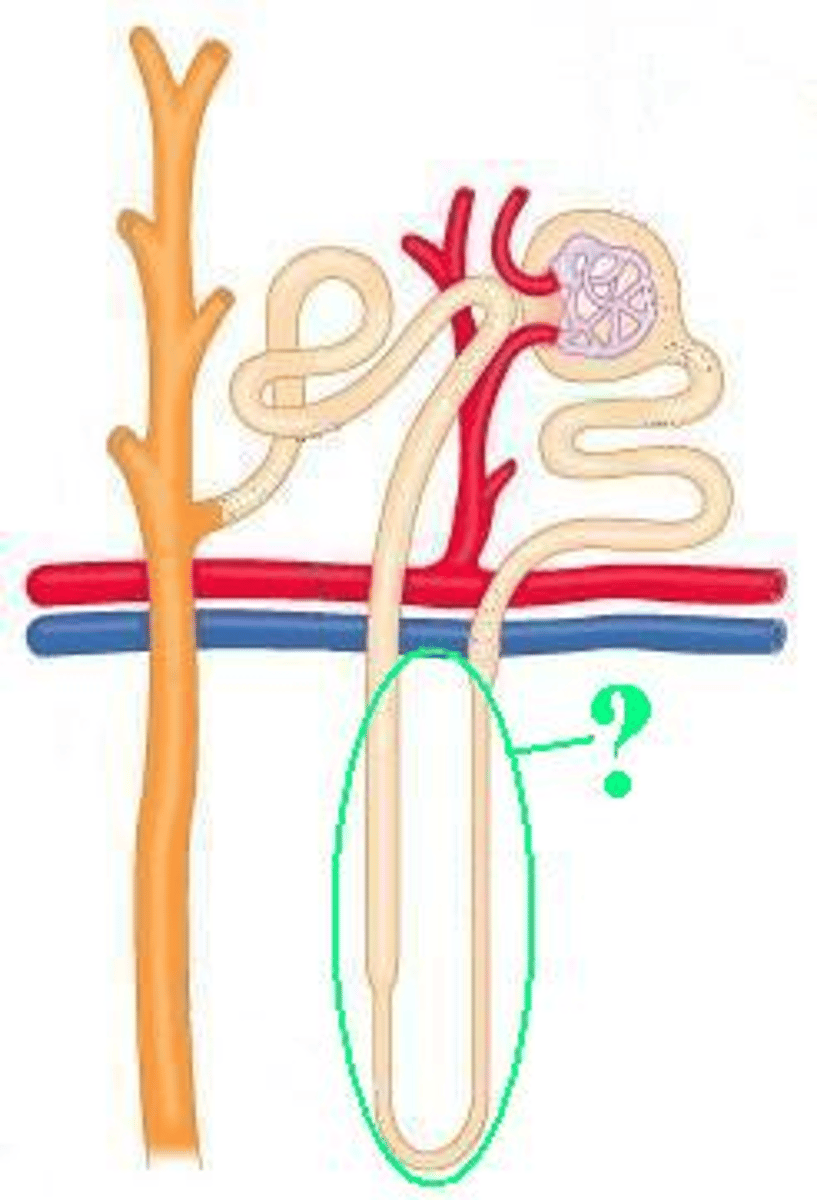 <p>Identify the indicated region of the nephron.</p>
