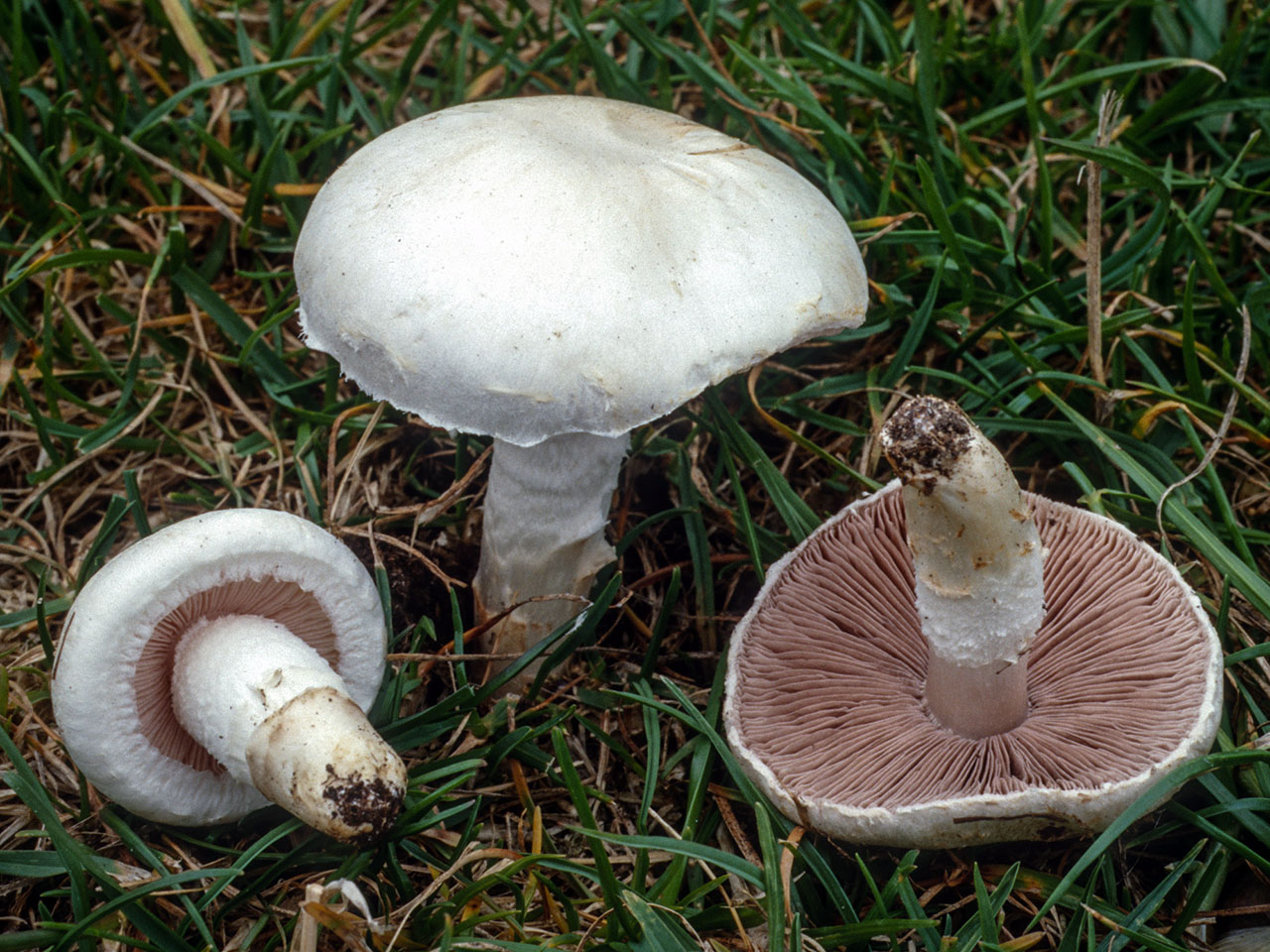 <p>Agaricus campestris</p>