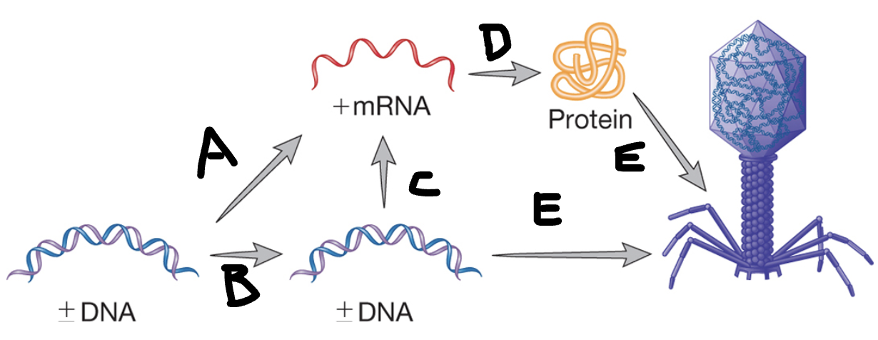 <p>What process is D?</p>