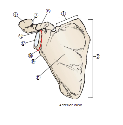 <p>5</p>